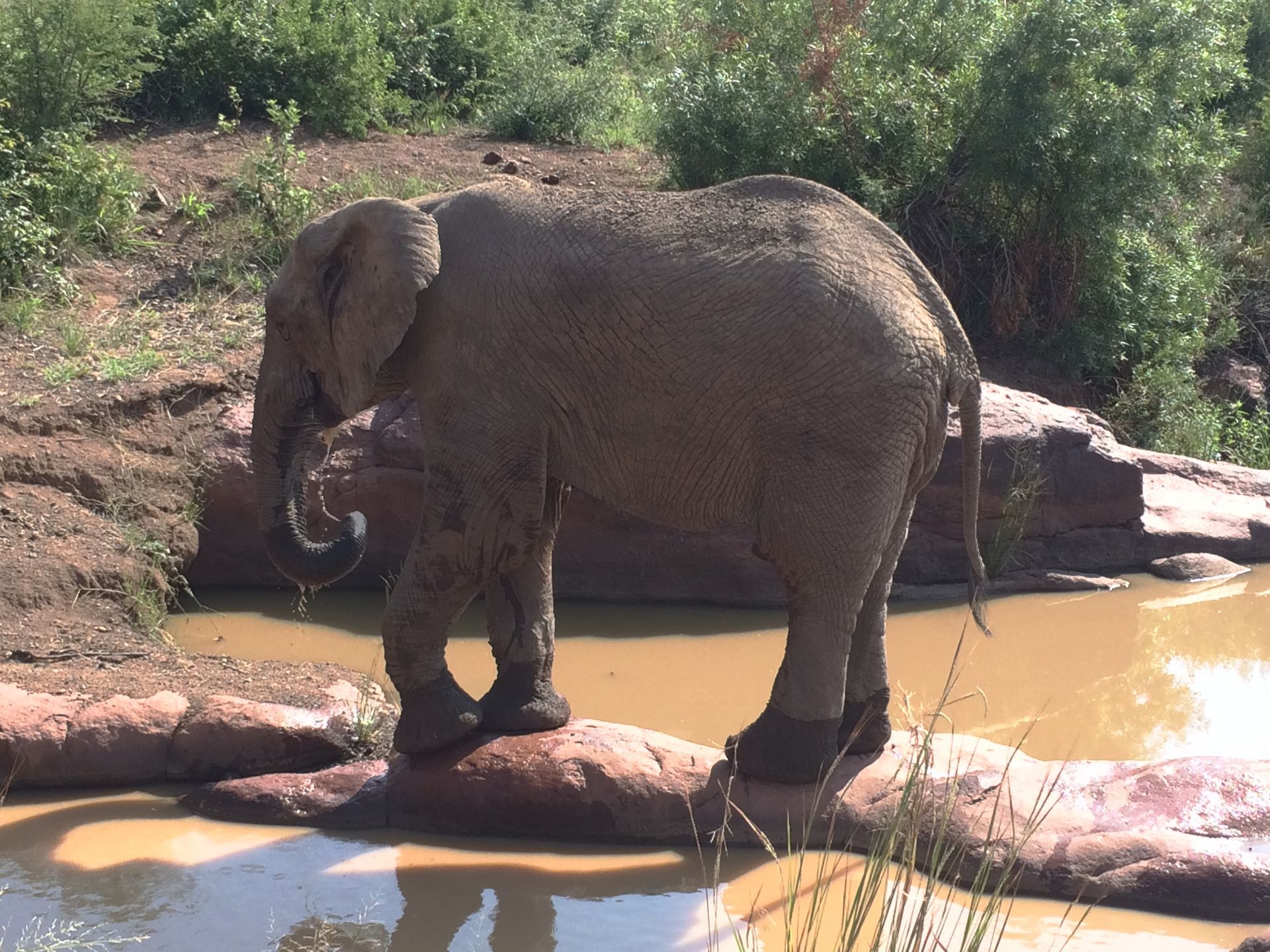 Elephant viewing on safari in Pilanesberg