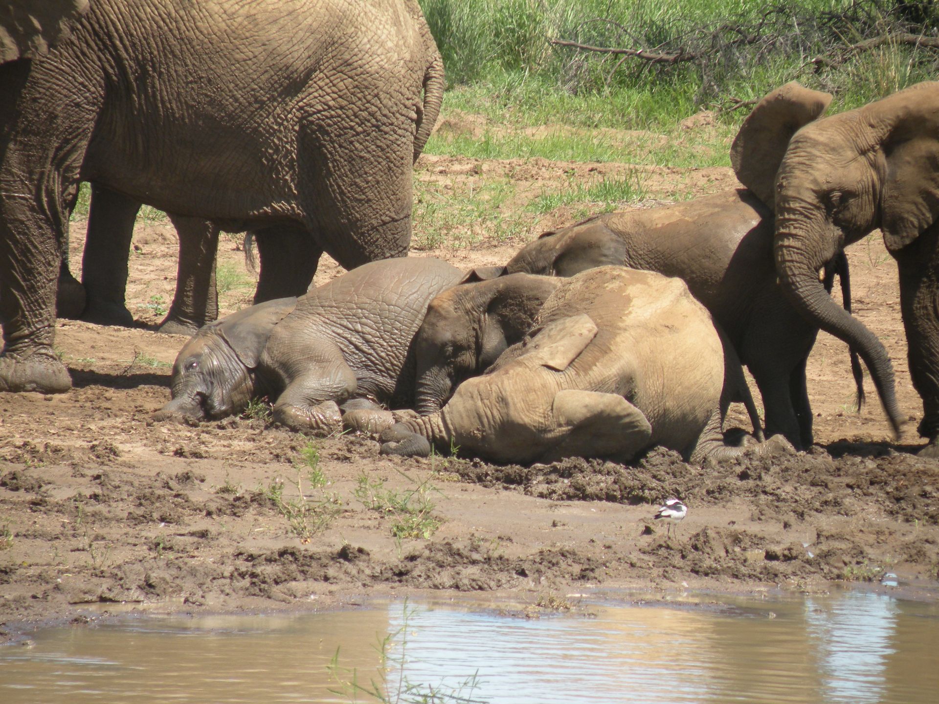 Mud bathing elephant - Pilanesberg