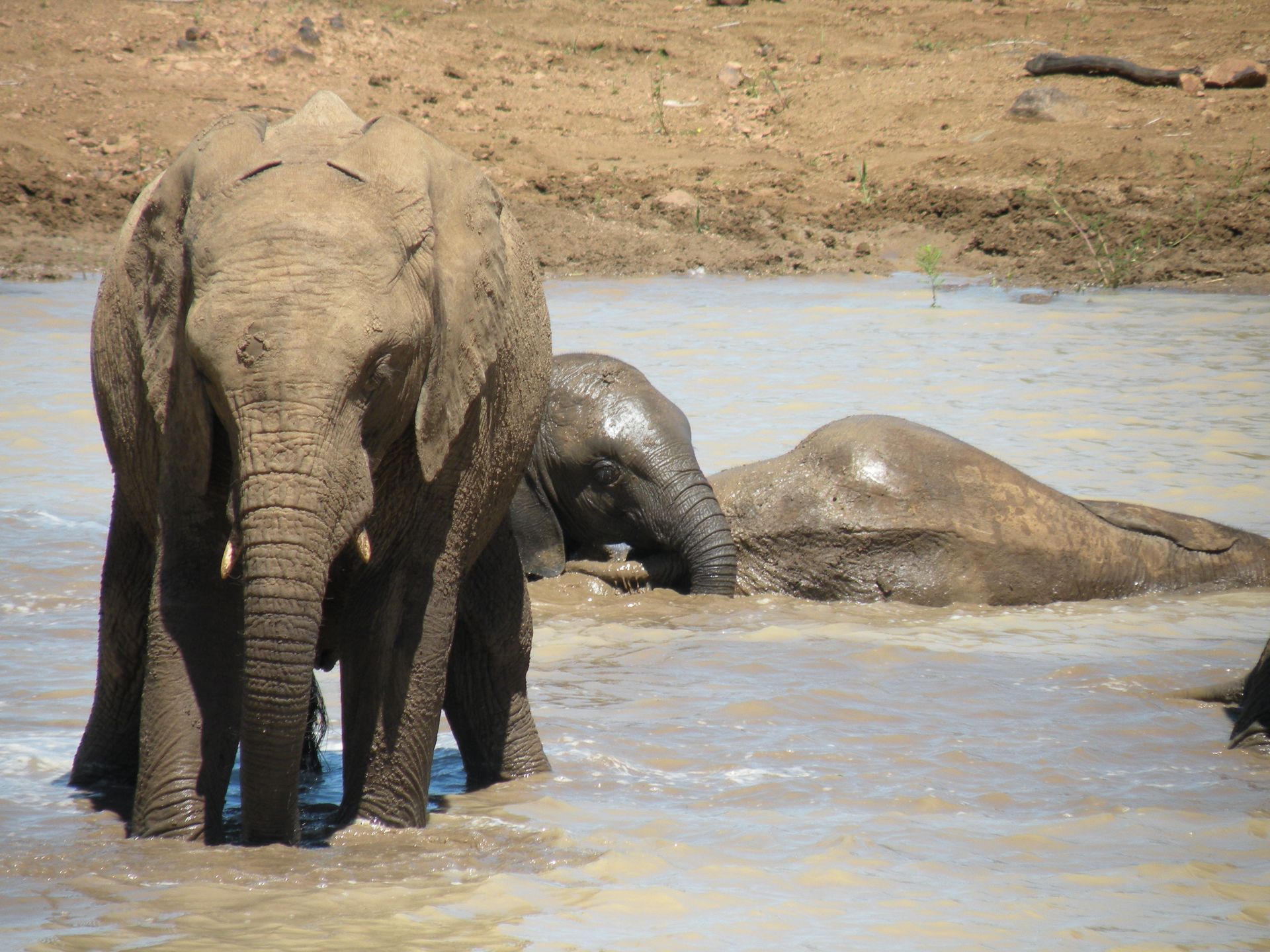Mud bathing Elephant in Pilanesberg
