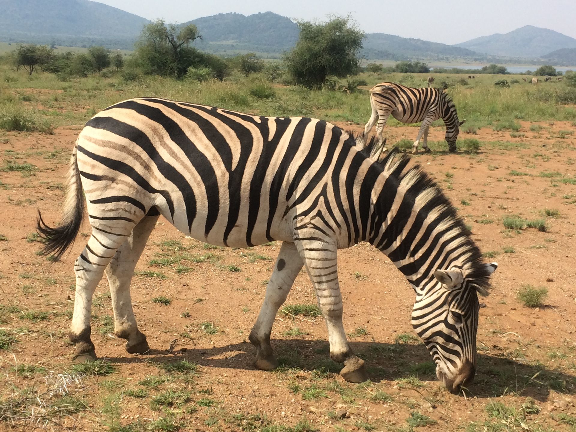 Pilanesberg Safari from Johannesburg