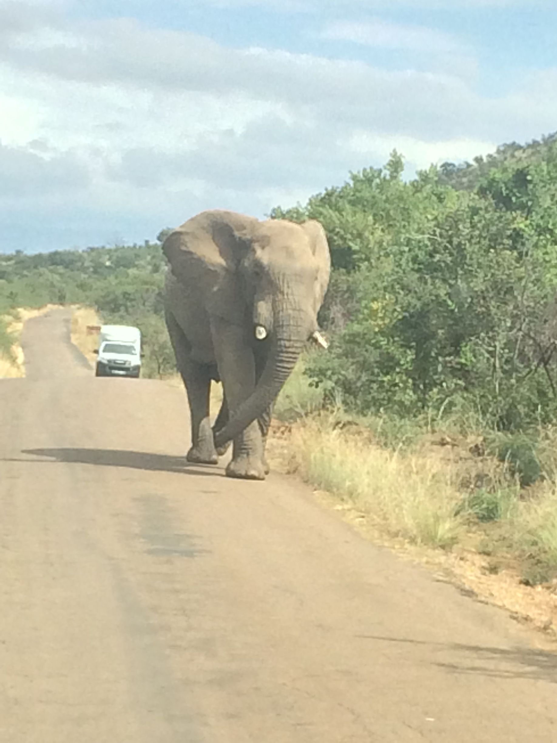 Elephant Roadblock