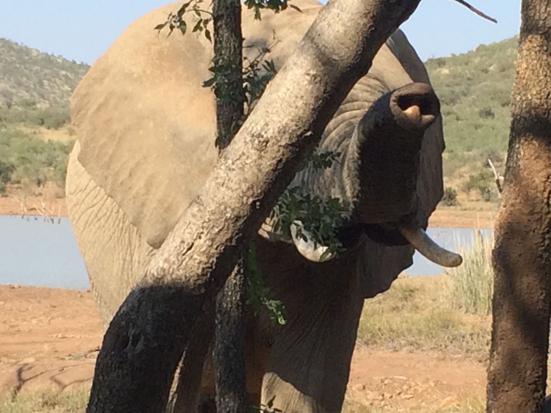 Elephant smelling us