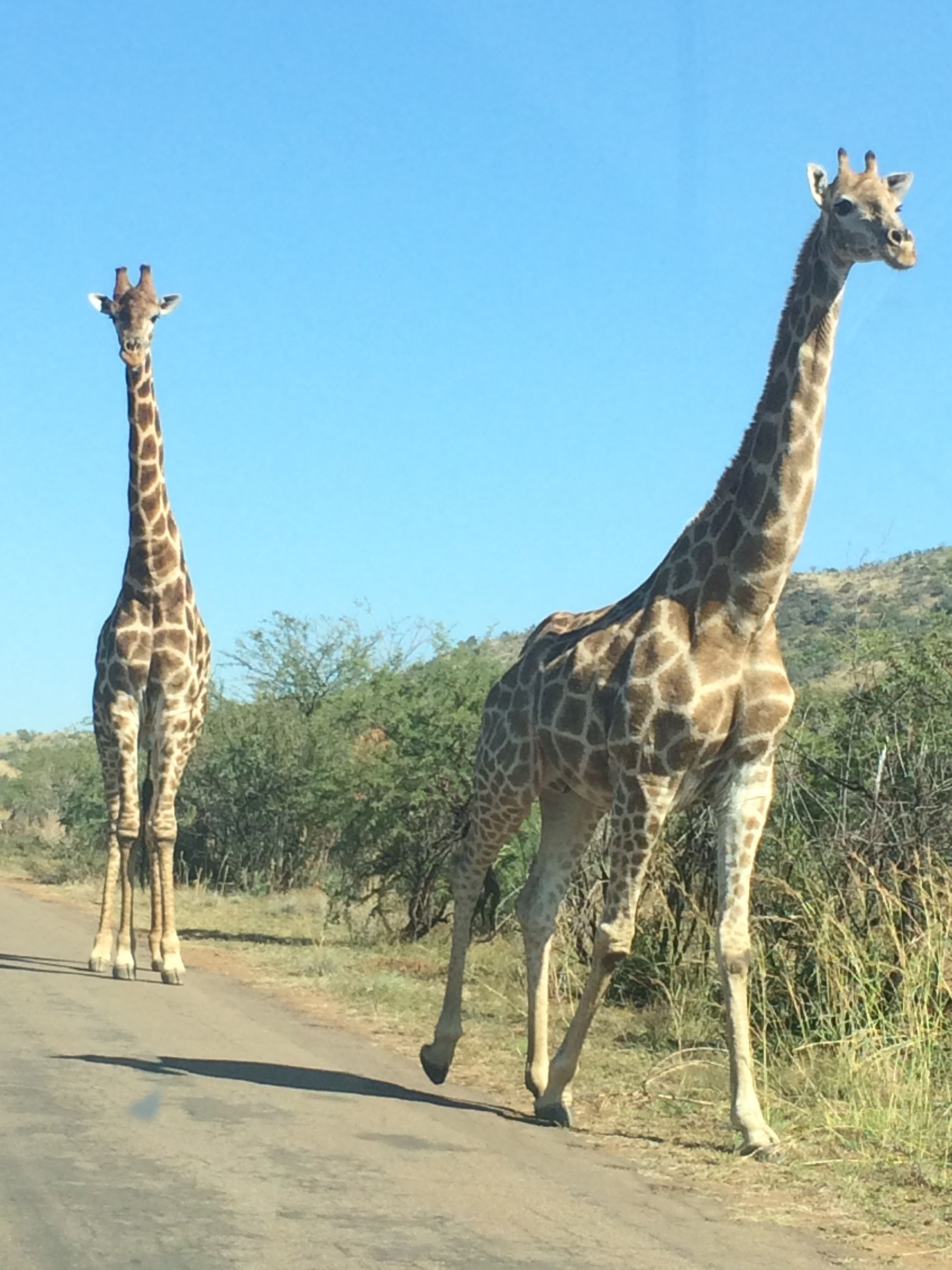 Giraffe seen on the safari to Pilanesberg from Johannesburg