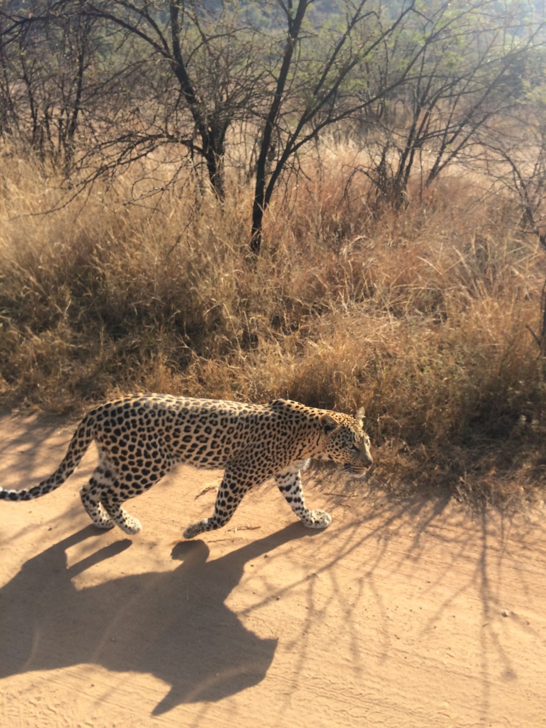 Leopard next to vehicle in Pilanesberg
