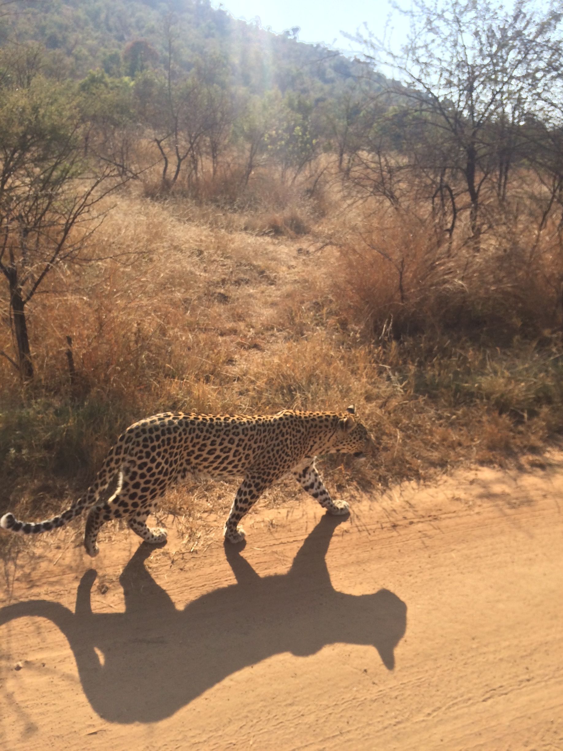 Leopard sighting - Safari Pilanesberg