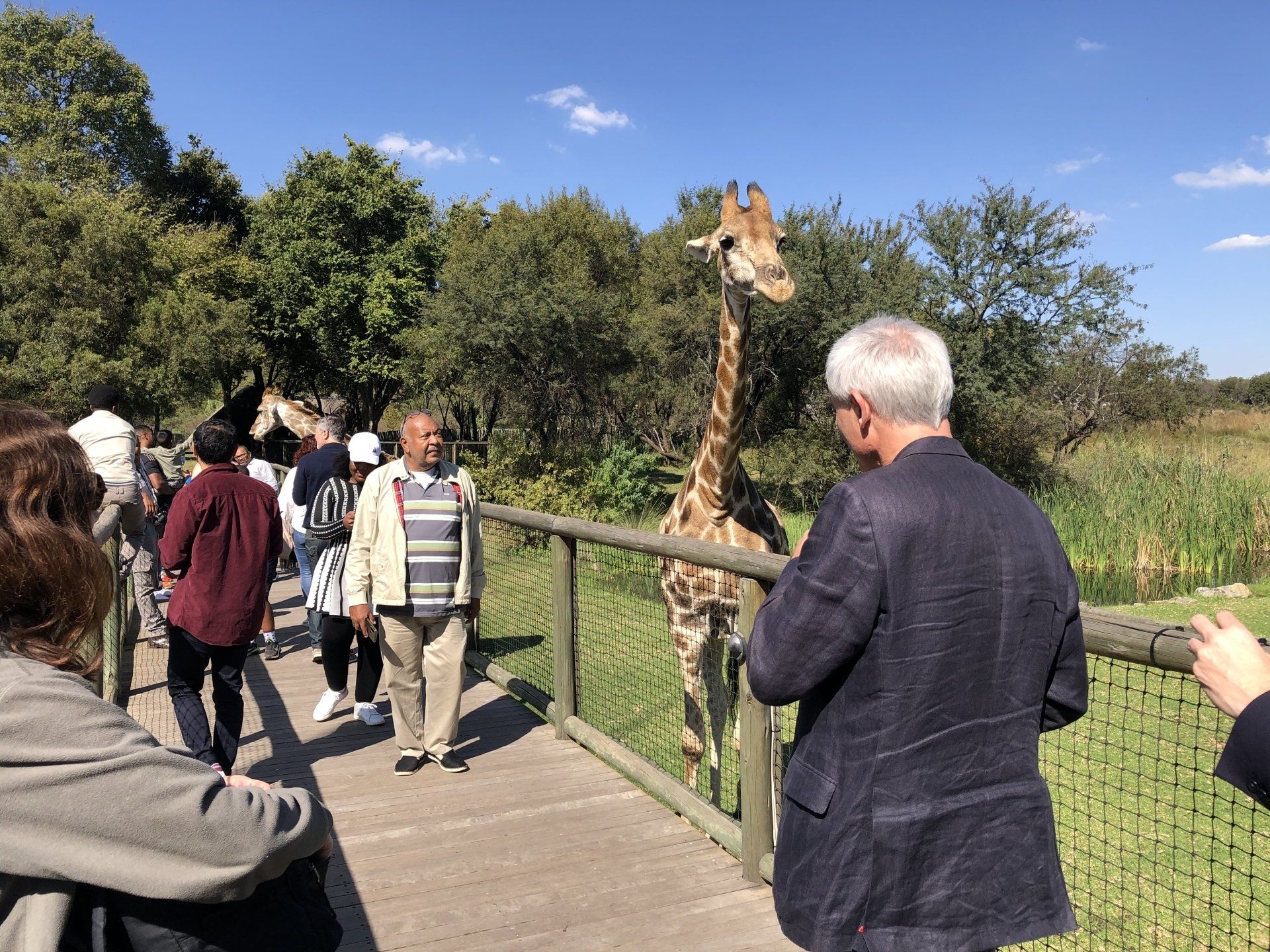 Safari to the Lion Park and Cradle of Humankind
