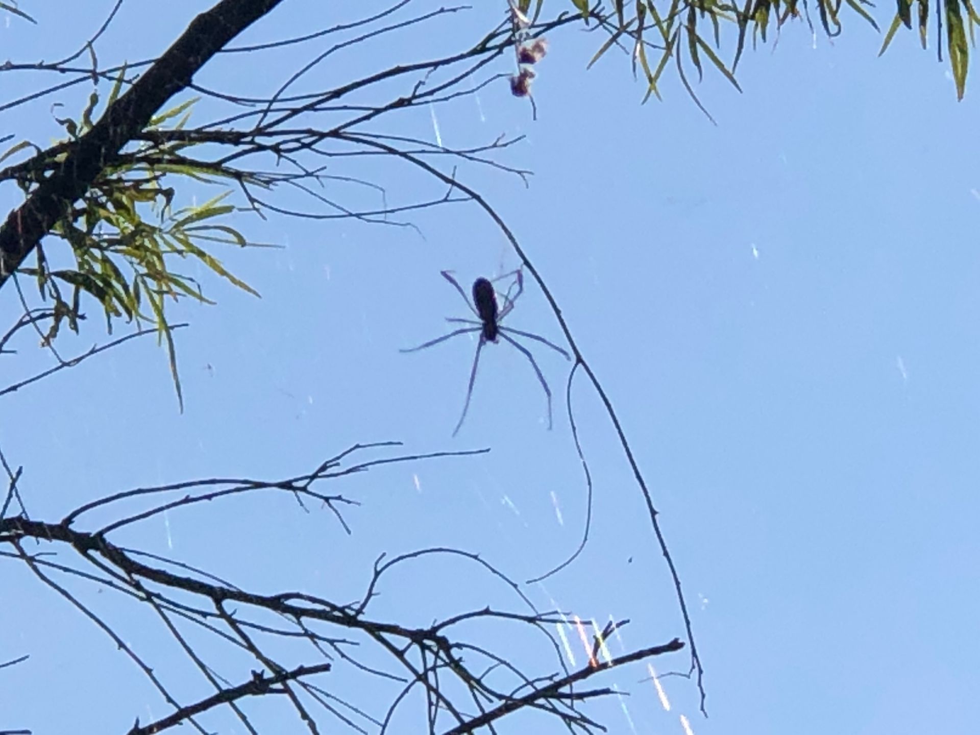 Spider at Lion Park