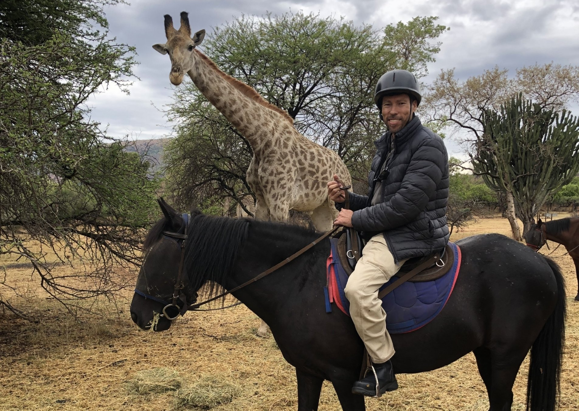 Viewing giraffe from Horseback