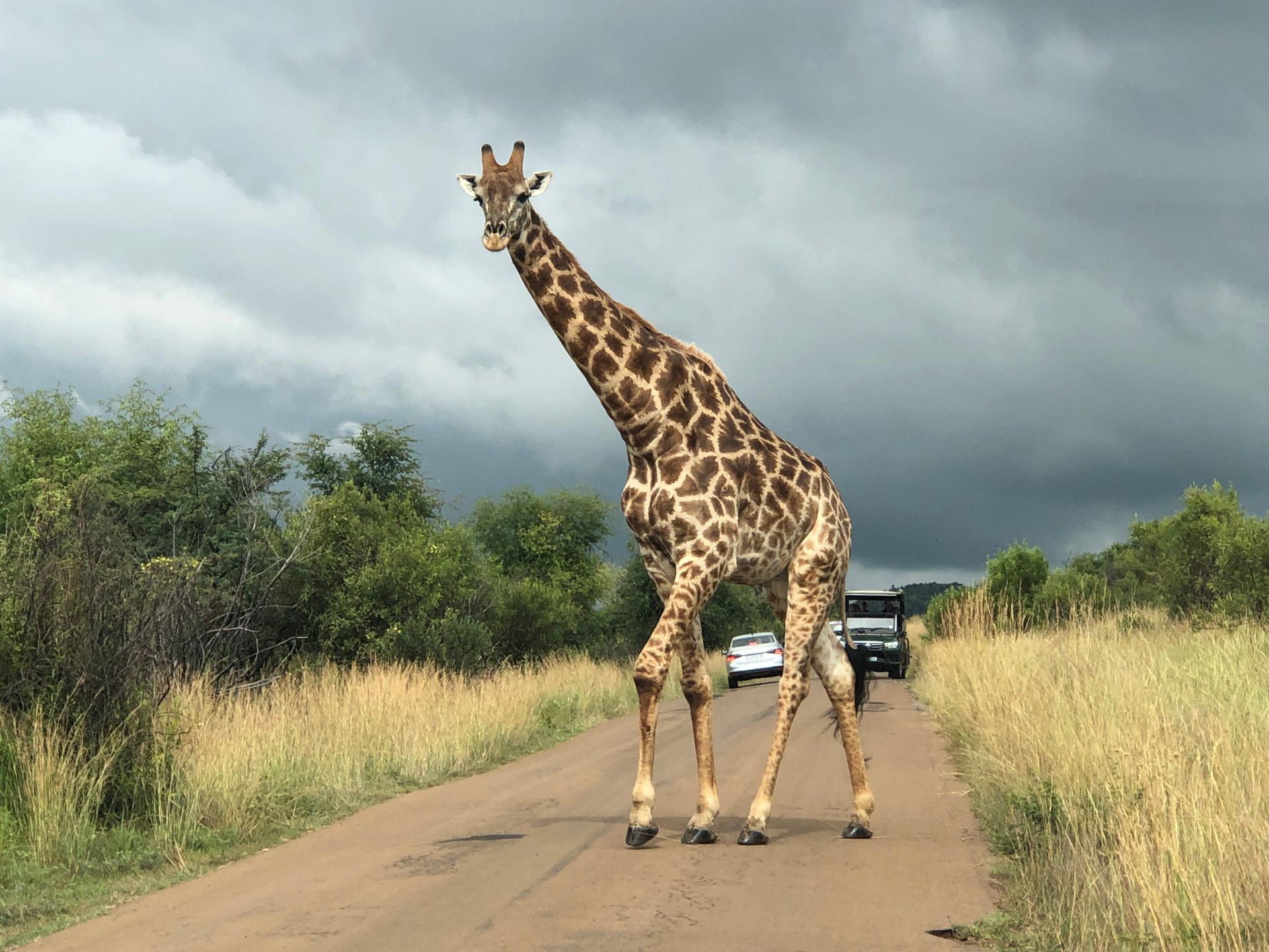 Giraffe in road Pilanesberg