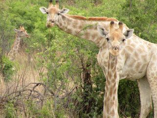 Giraffe in Pilanesbergs Safari