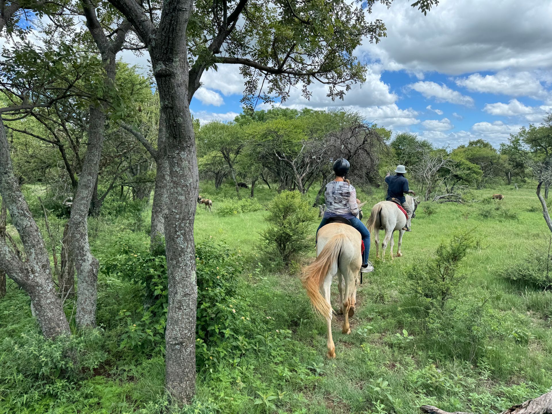 Safari from Horseback
