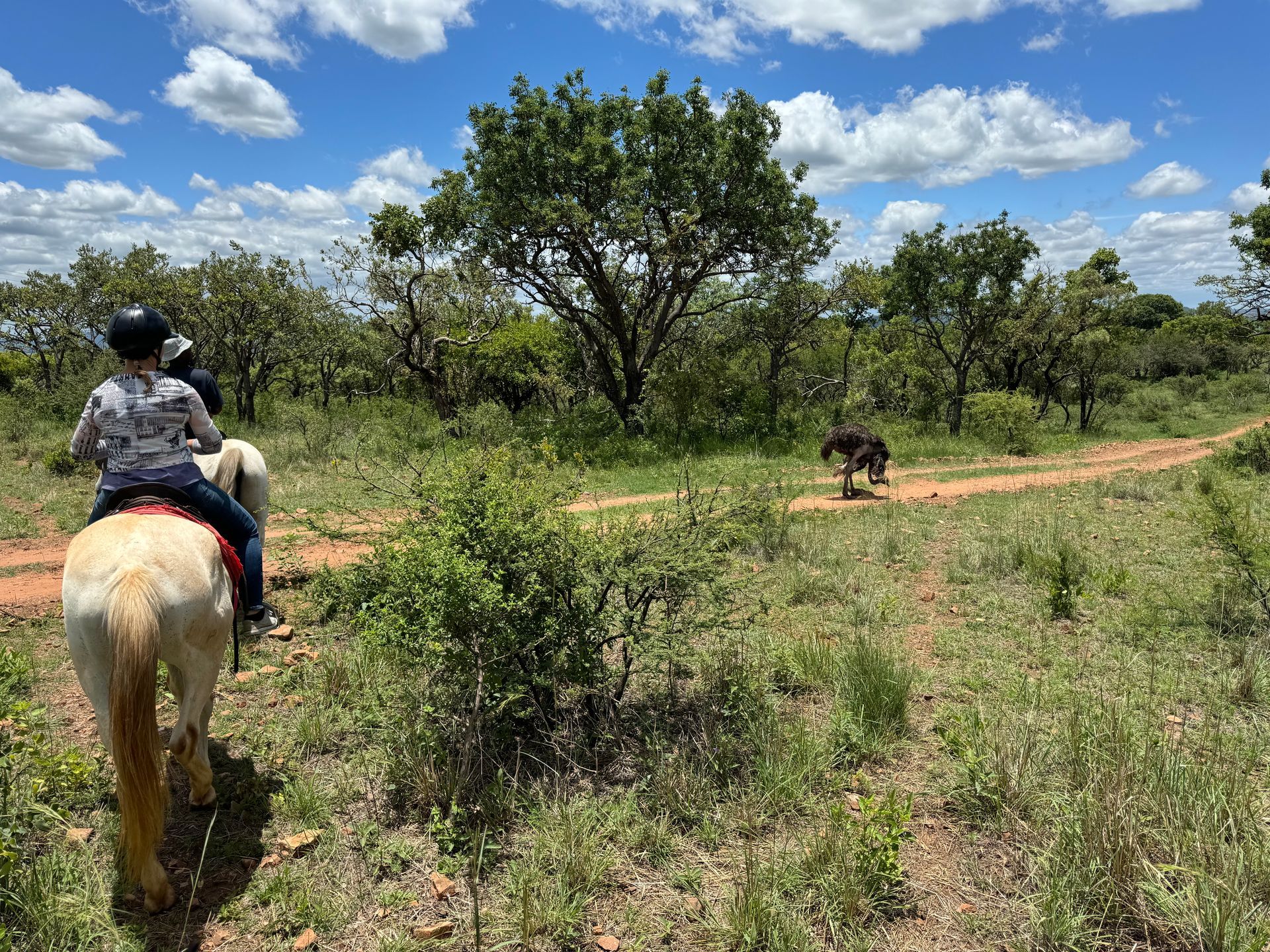 Animal viewing from horseback