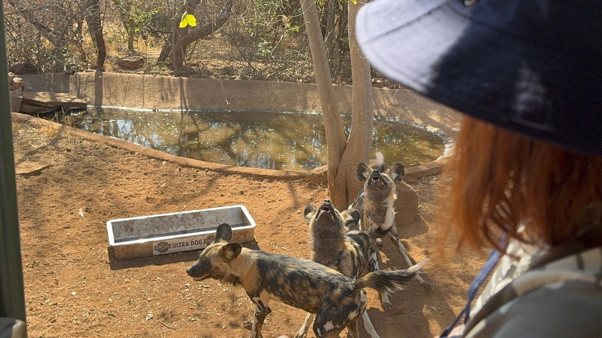 Viewing Wild Dog on the De Wildt Cheetah Tour
