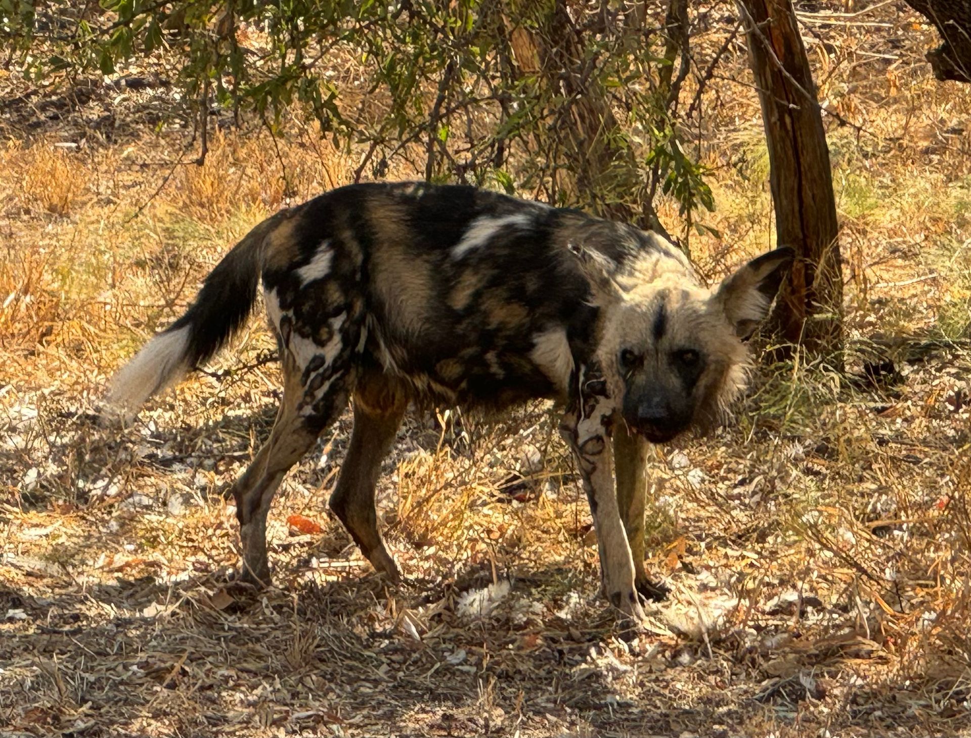Ann Van Dyk De Wildt Cheetah Centre Tour