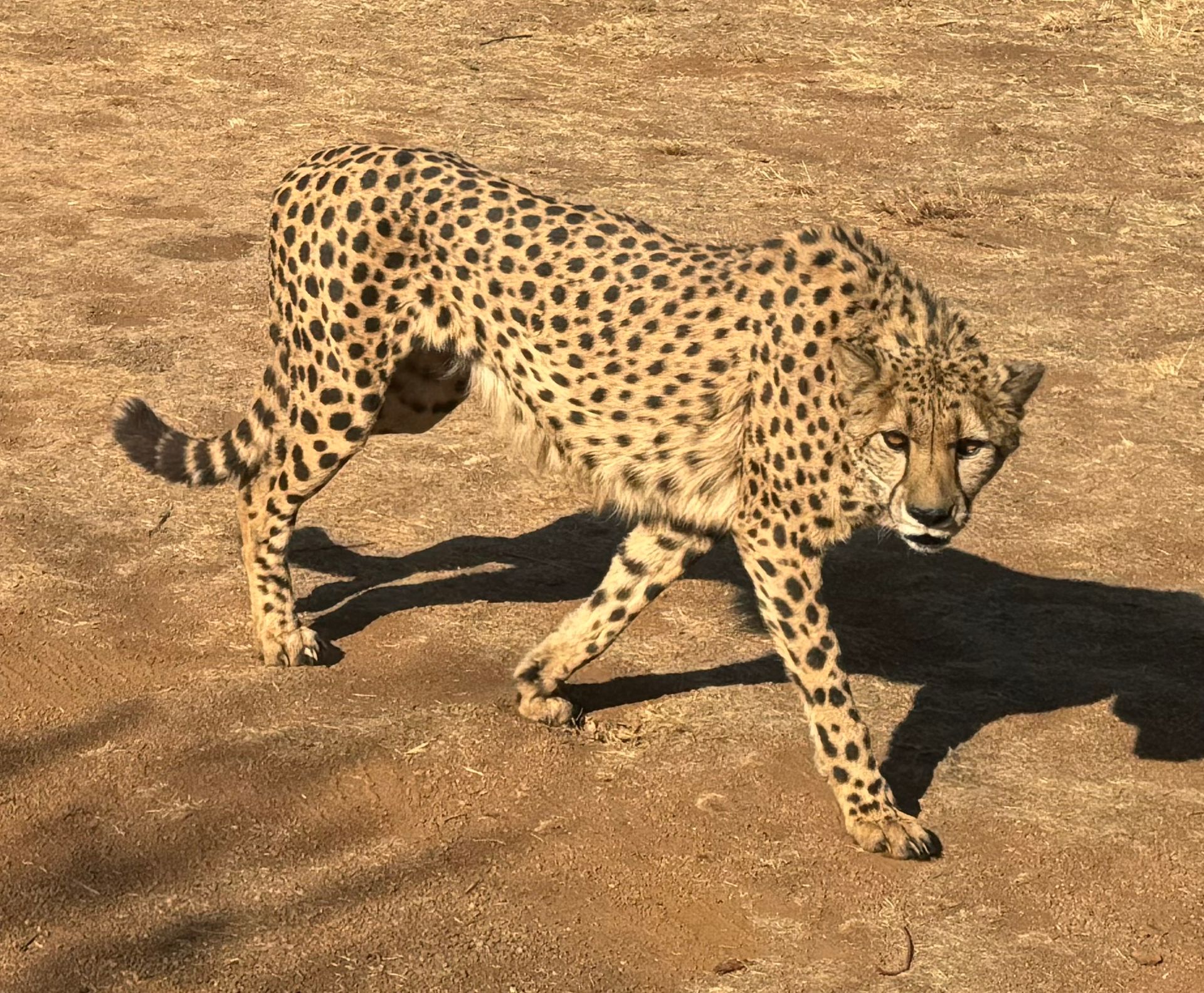 De Wildt Cheetah Tour From Johannesburg