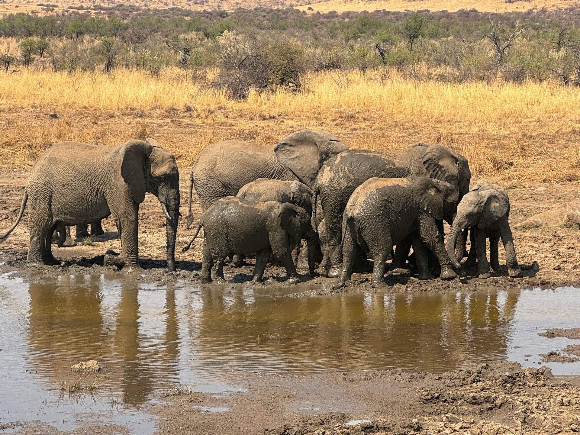 Pilanesberg Safari from Johannesburg