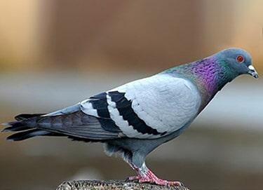 FUMIGADORA DEL CENTRO