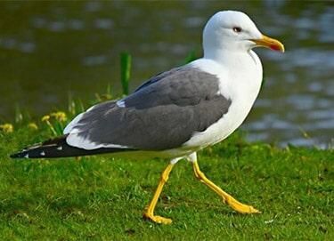 FUMIGADORA DEL CENTRO