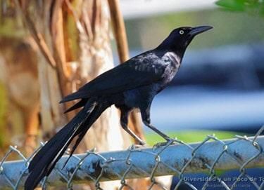 FUMIGADORA DEL CENTRO