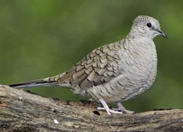 FUMIGADORA DEL CENTRO