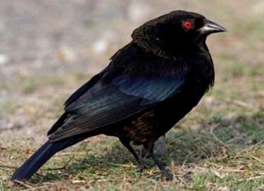 FUMIGADORA DEL CENTRO