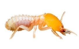 FUMIGADORA DEL CENTRO