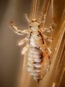 FUMIGADORA DEL CENTRO