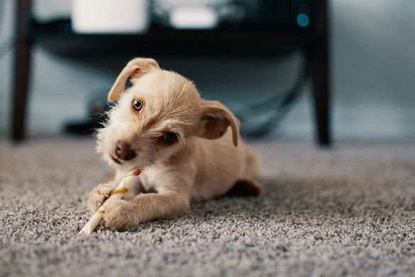 a small puppy is chewing on a bone on the floor .