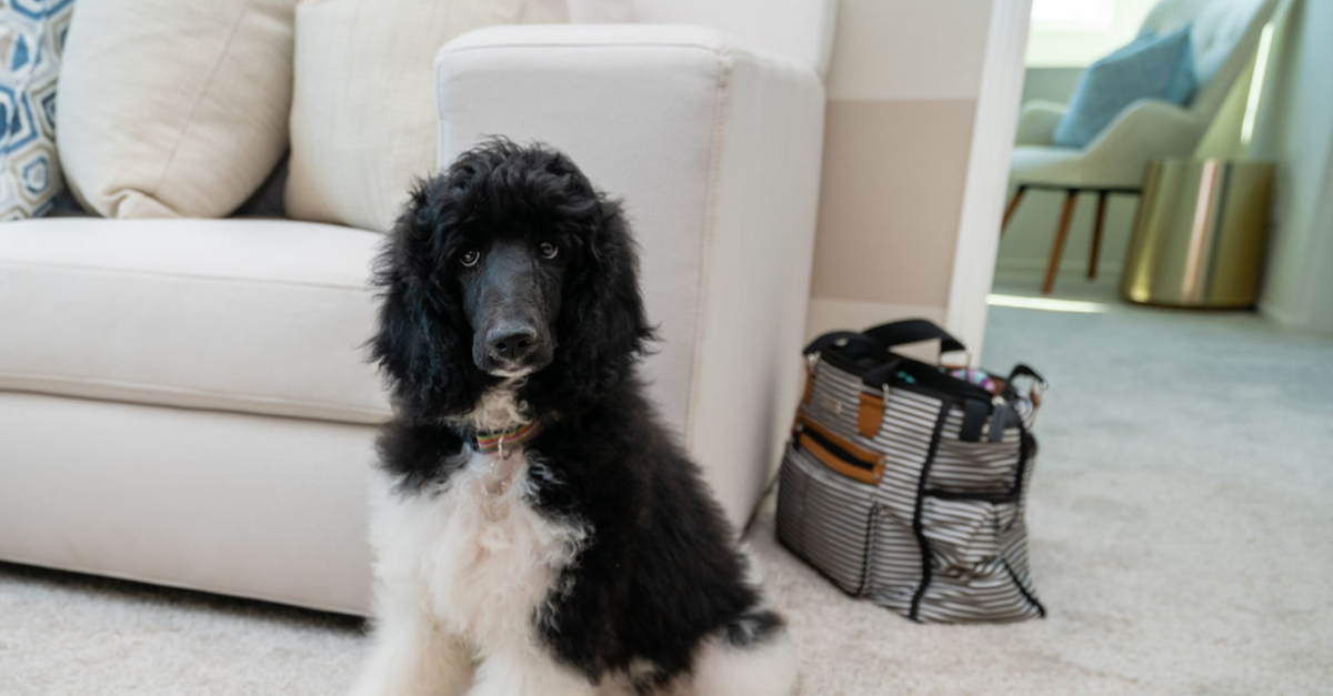 a black and white poodle is sitting in a living room next to a white couch