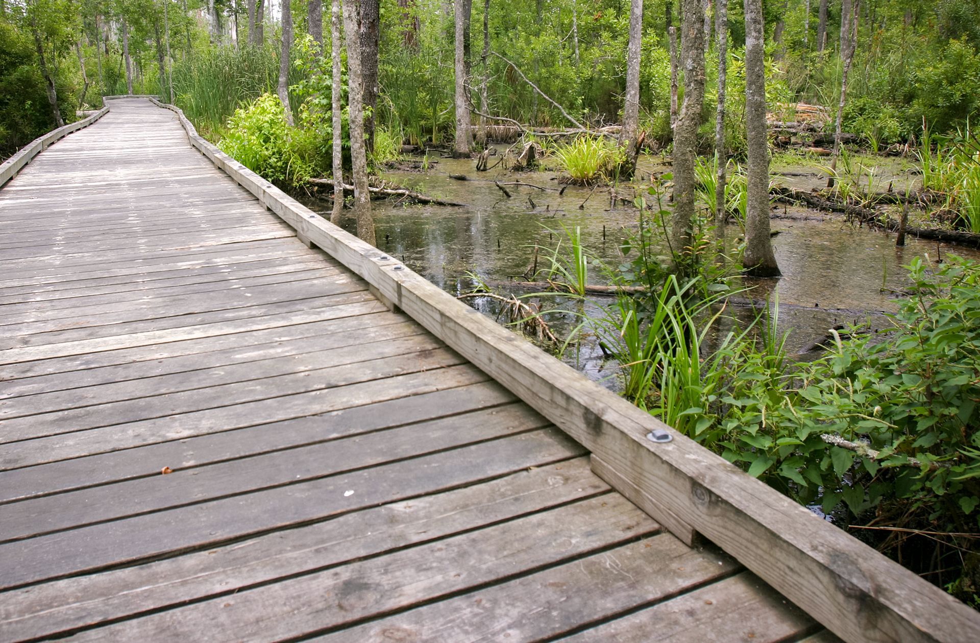 Wooden boardwalk through a green swamp forest with trees and still water on the right