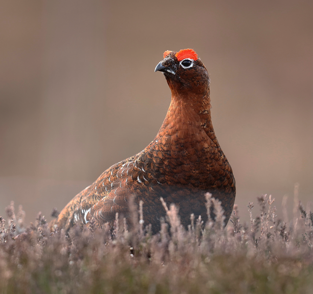 Marketing services as exclusive and individual as the Red Grouse