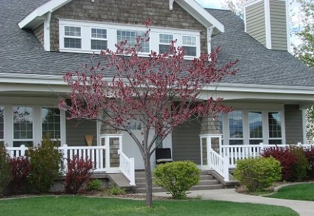 A house with a tree in front of it