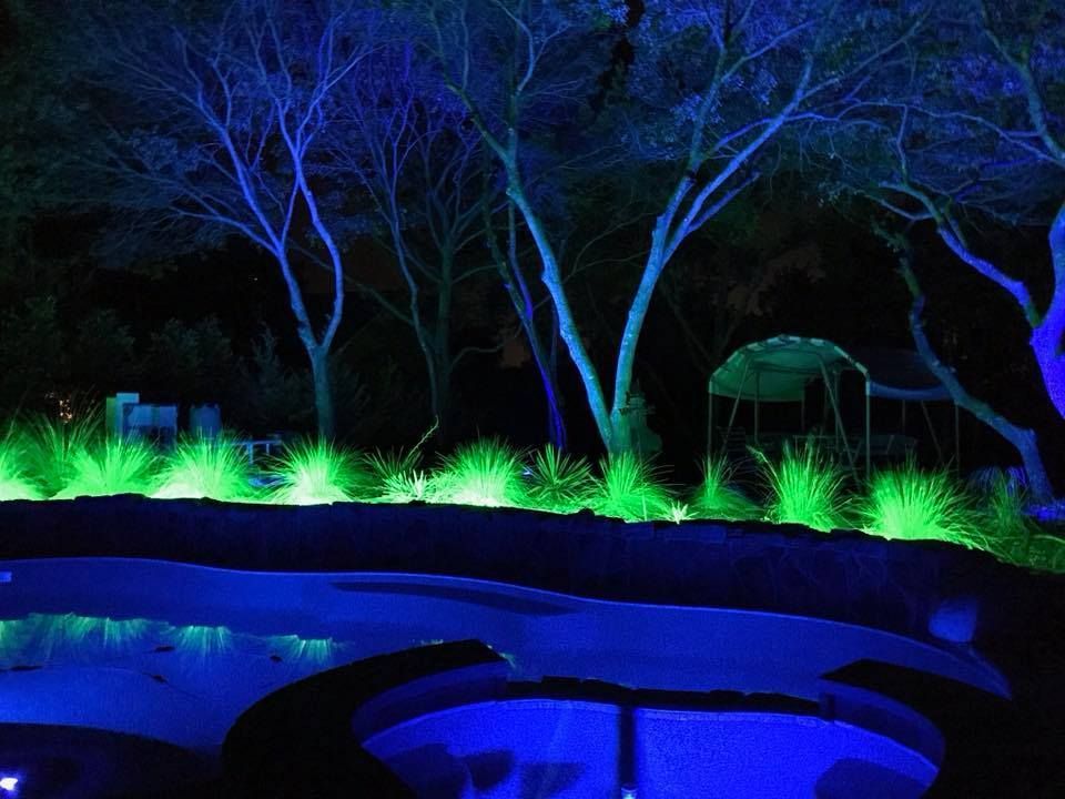 Trees lit blue and green at night