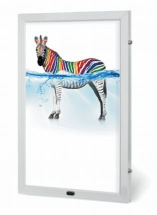 Colorful zebra standing in water, framed in a white lightbox.