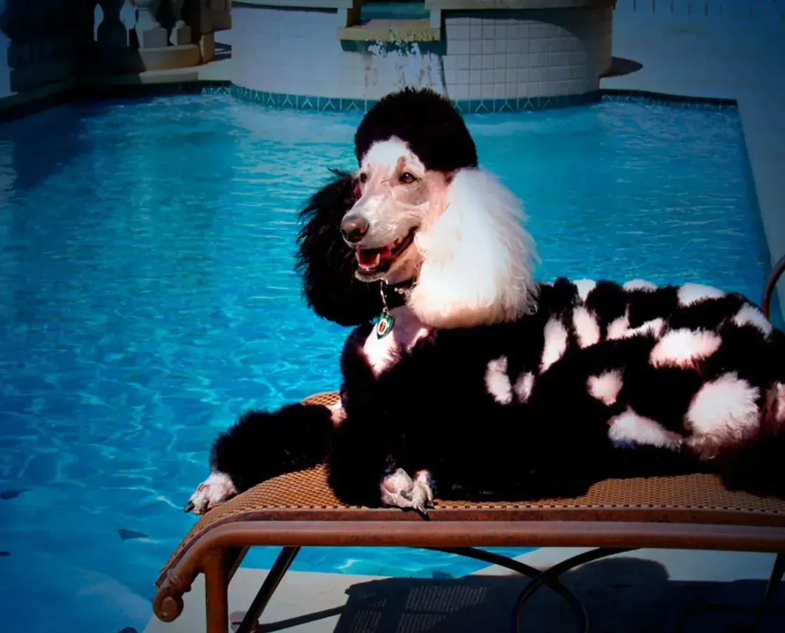 Black-and-white dog on a lounge chair beside a bright blue swimming pool