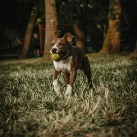 Brown-and-white dog standing in tall grass with a tennis ball in its mouth at a wooded park