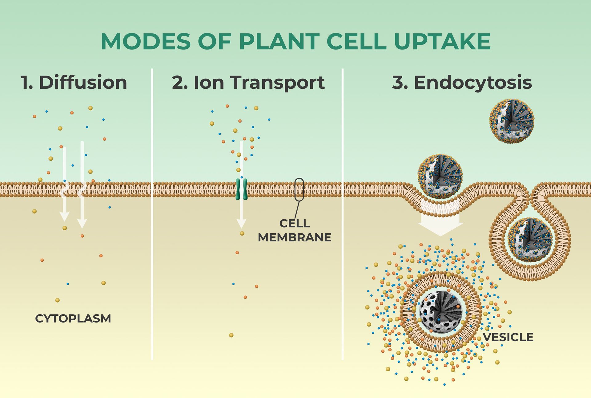 Modes of Plant Cell Uptake