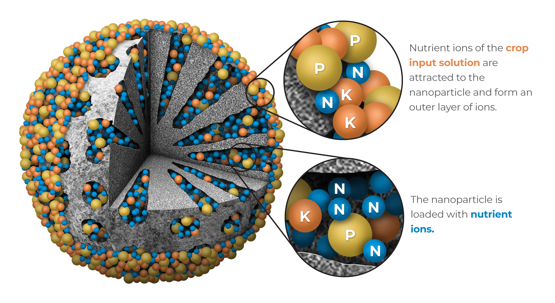 the nanoparticle can be loaded with thousands of charged nutrient molecules 
