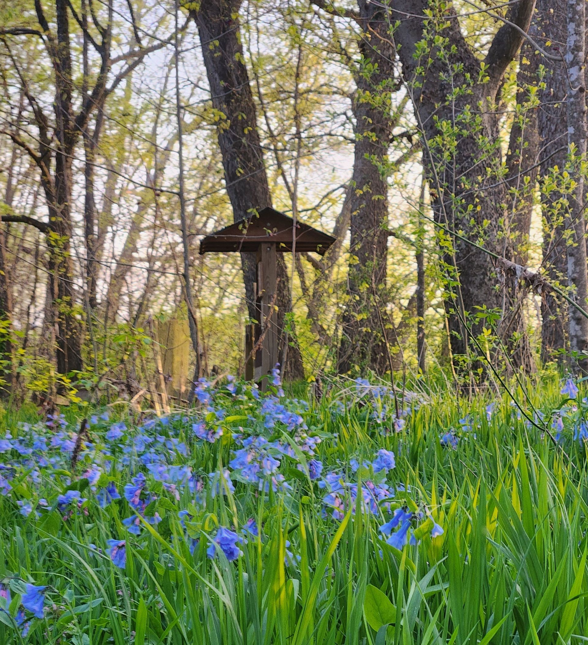 The Northern Neck Native Plant Society