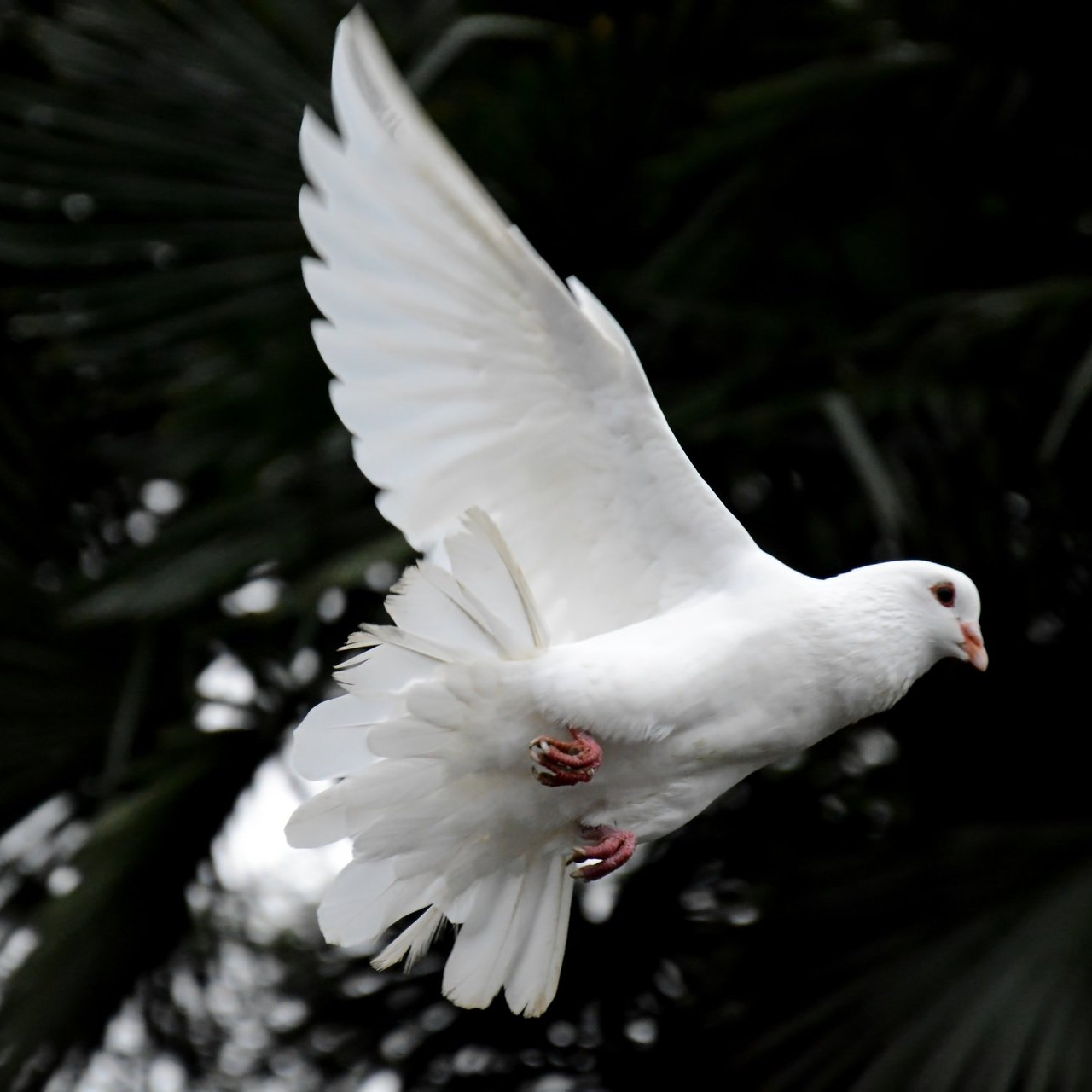 White Dove