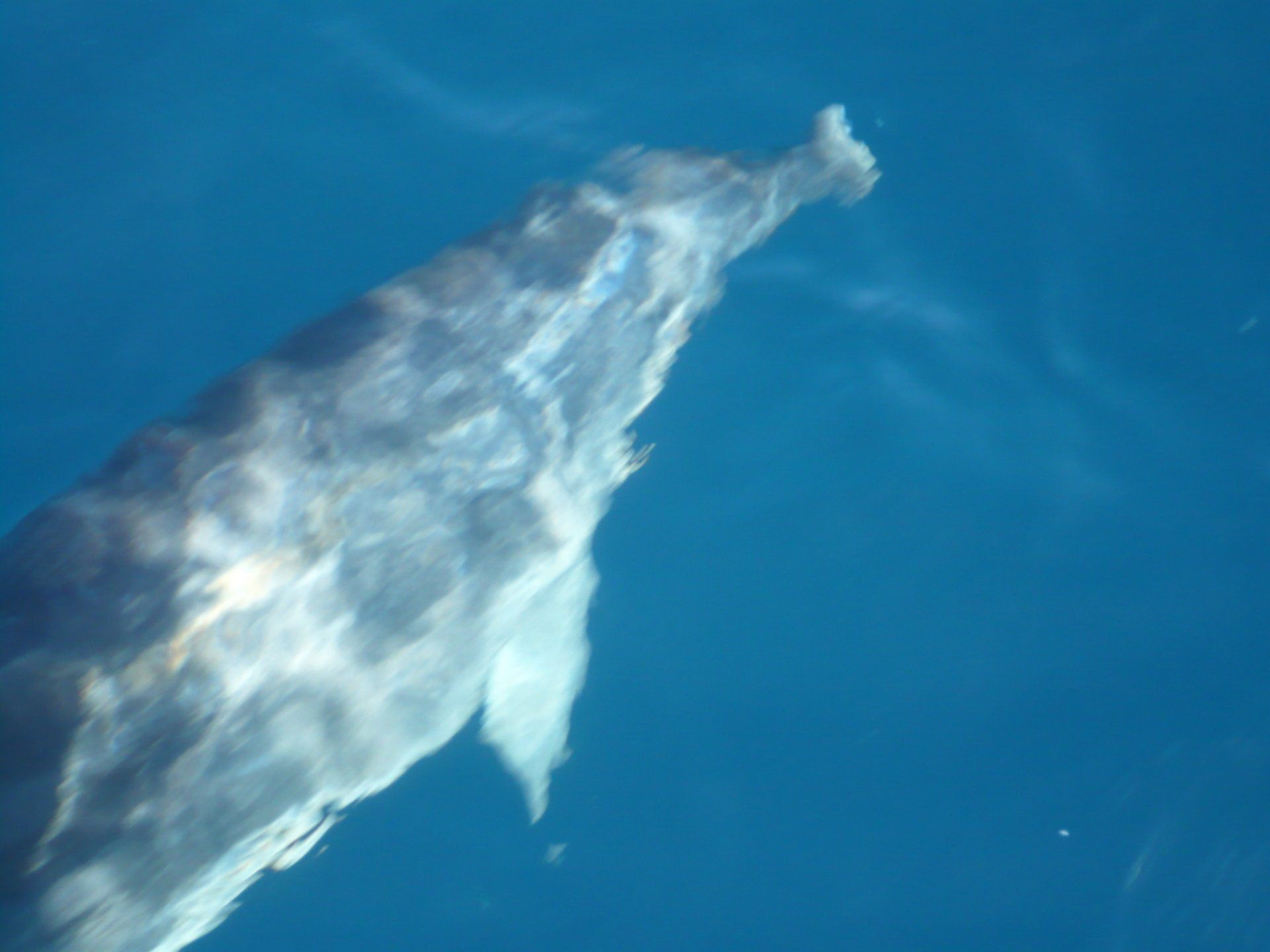 meraviglie del mare di sardegna