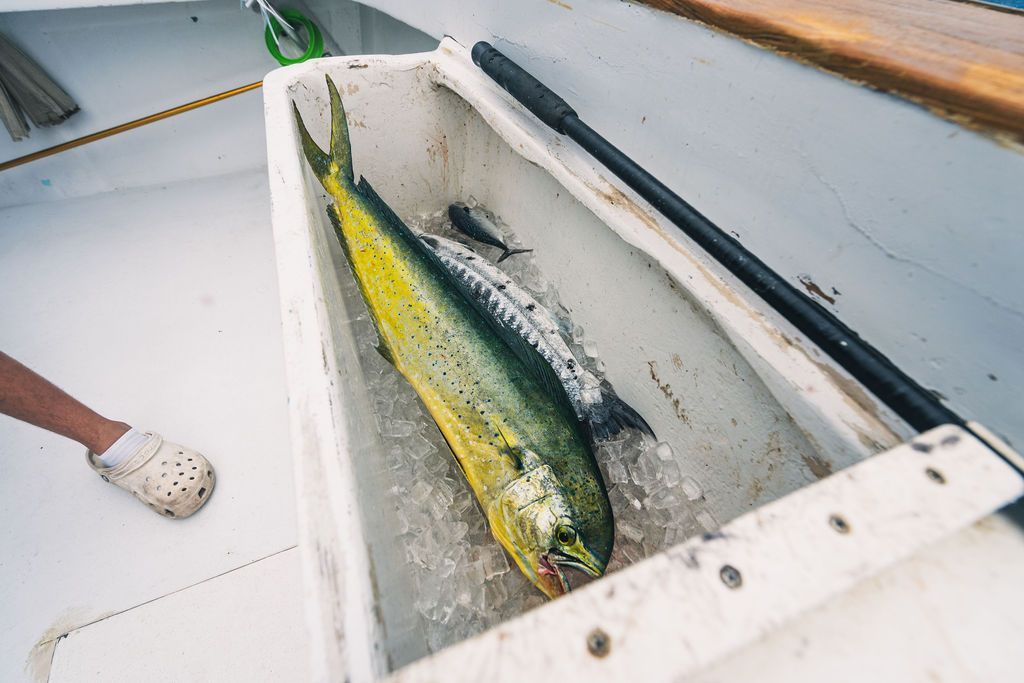 A fish is sitting in a cooler on a boat.