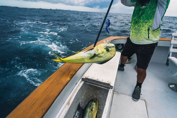 A man is holding a fish on a boat in the ocean.