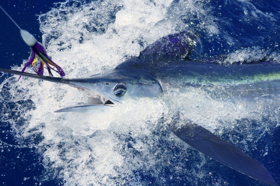 A large fish is swimming in the ocean with a fishing hook in its mouth.