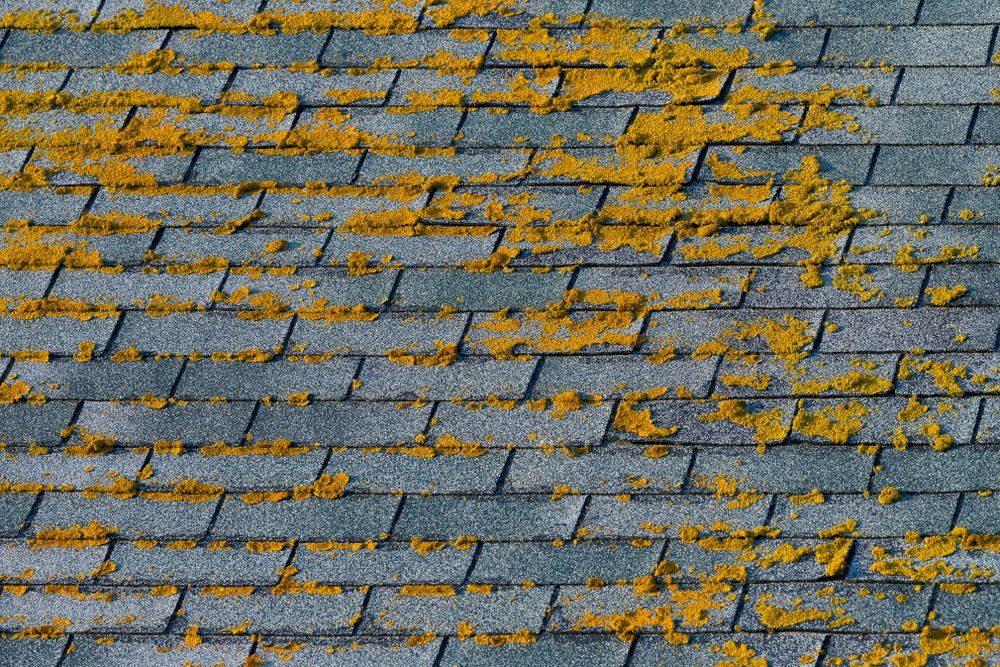 Asphalt shingle roof covered in yellow-orange lichen.