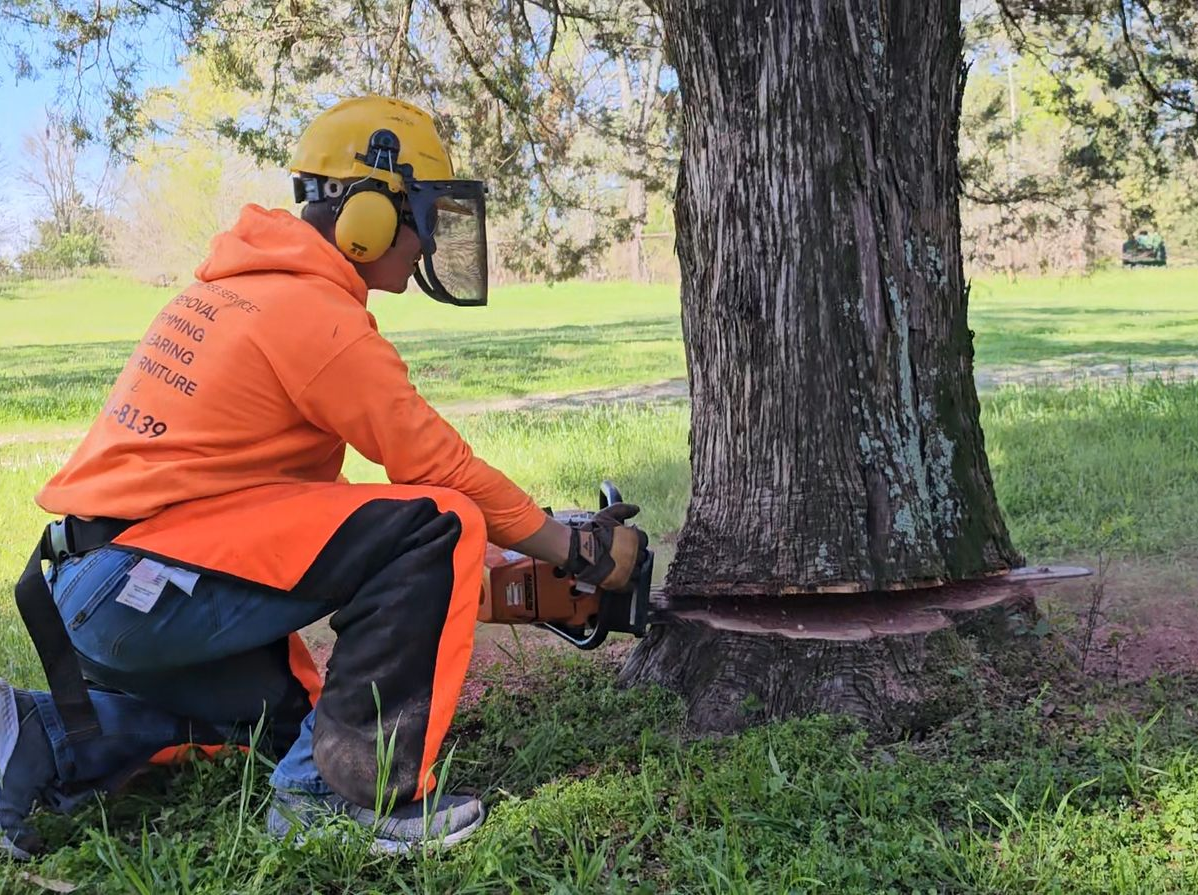Person in safety gear using a chainsaw to cut a tree trunk in a grassy field.