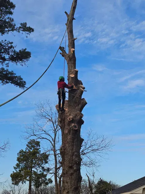 Arborist cutting tree with a chainsaw, secured by ropes, in a sunny, blue-sky setting.