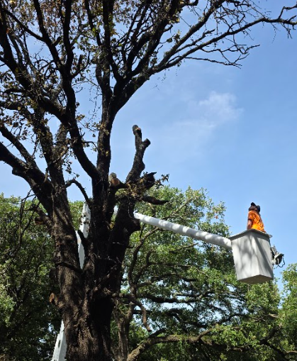 Tree trimming: Person in a lift bucket cuts branches from a large tree under a blue sky.