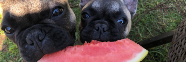 Two french bulldogs are eating a slice of watermelon.