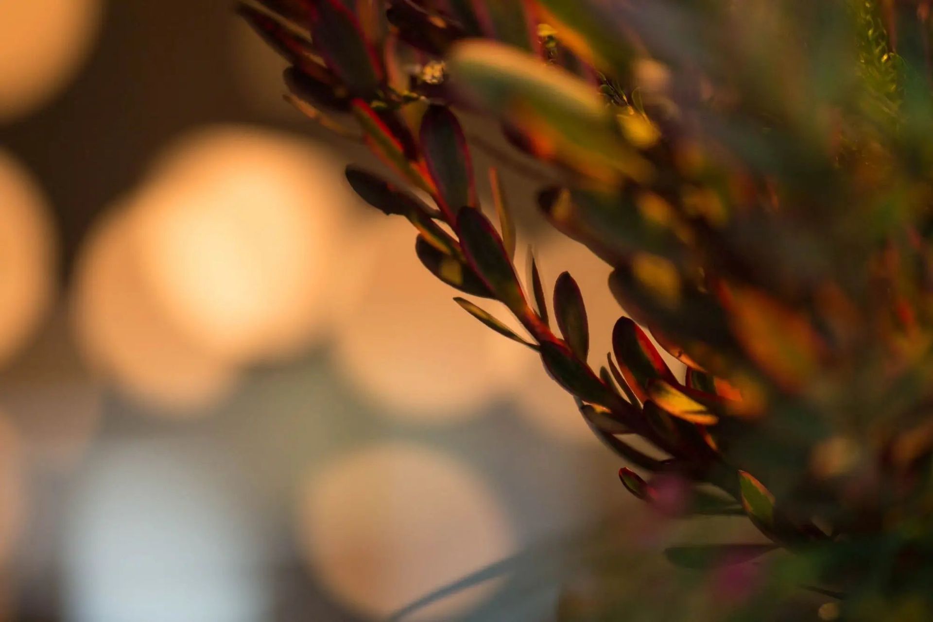 A close up of a plant with a blurry background